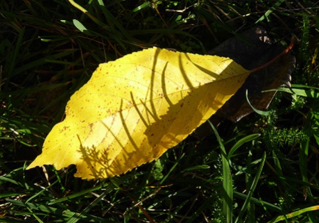 Eine Miniatur auf einem Herbstblatt.