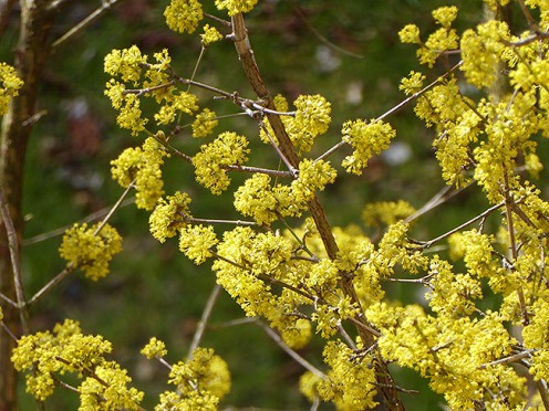 Die gelben Blüten leuchten und sind Nahrung für frühe Insekten.